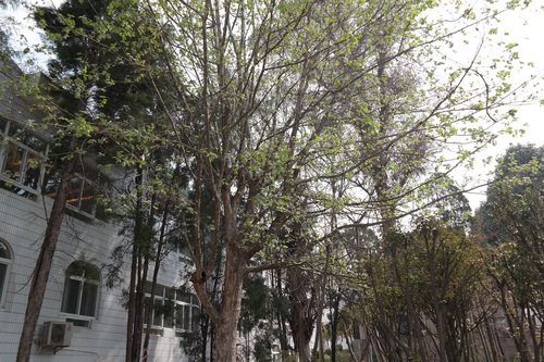 SAM_0041