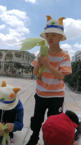 撕包谷4